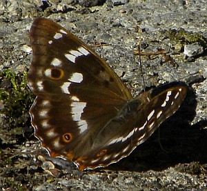 Lesser Purple Emperor in Cantabria
